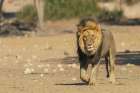 Black-maned lion, handsome male traveling in the morning light of southern Africa Art Print